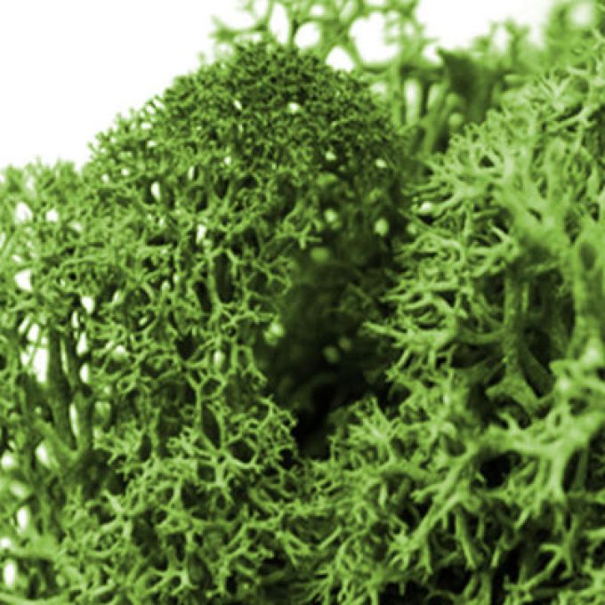 Moss Green Reindeer Moss