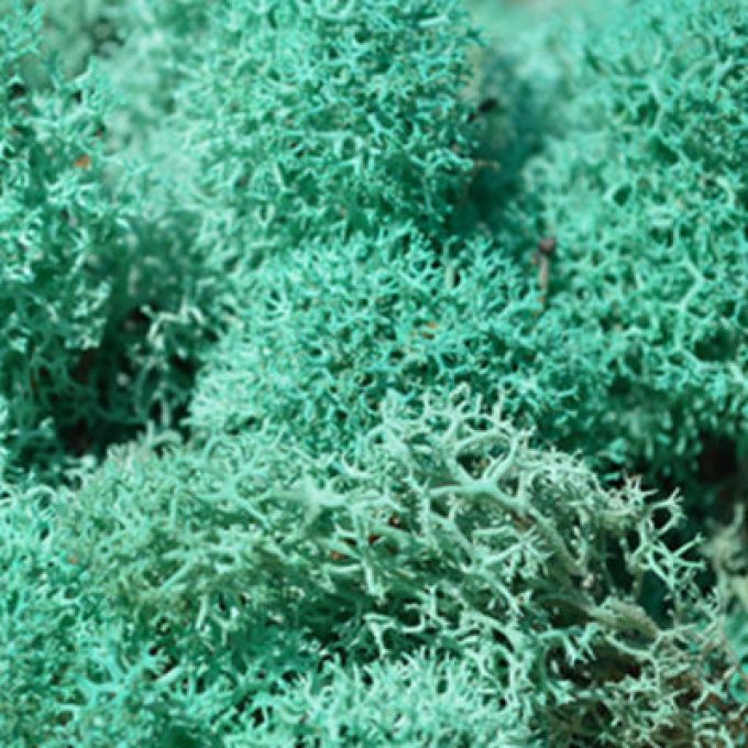 Pacific Green Reindeer Moss