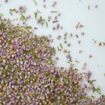 Dried White Cornflower